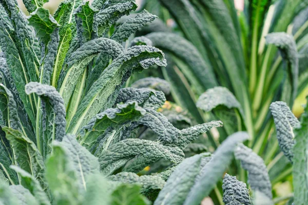 Fresh kale leaves — Stock Photo, Image