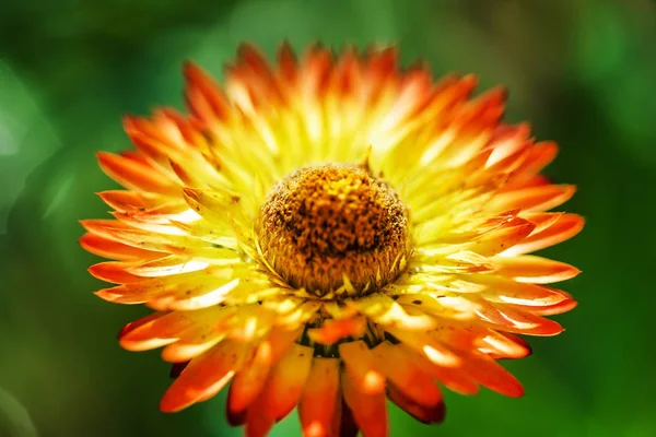 Güzel renkli çiçek — Stok fotoğraf