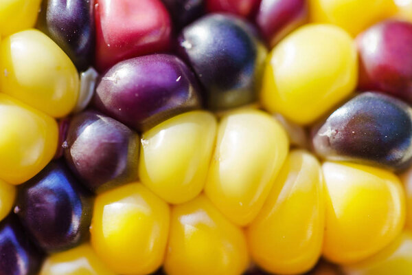 Ripe indian rainbow corn