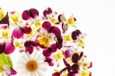 Taze ihale Hercai Menekşe çiçek