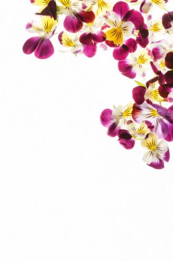 Taze ihale Hercai Menekşe çiçek