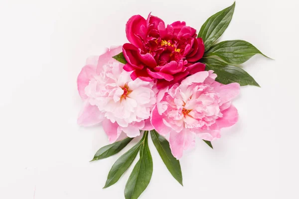 Peony bloemen close-up — Stockfoto