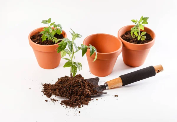 Plántulas de tomate jóvenes —  Fotos de Stock