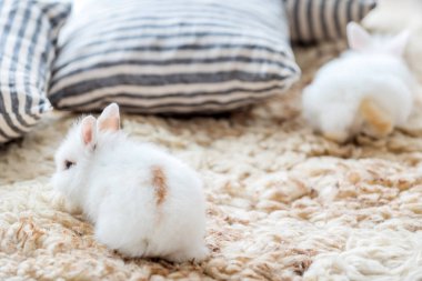 sevimli küçük tavşan