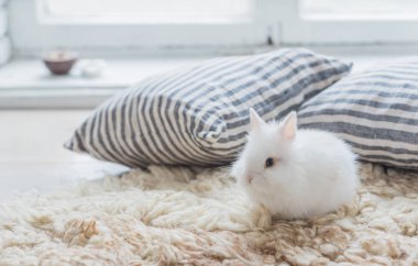 sevimli küçük tavşan