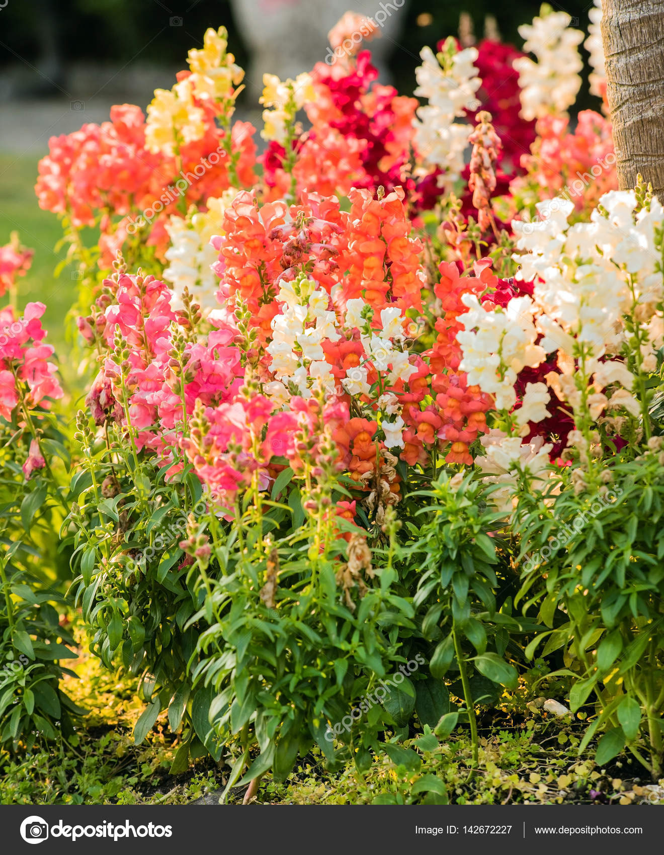Schnappdrachenblumen im Garten Stockfotografie