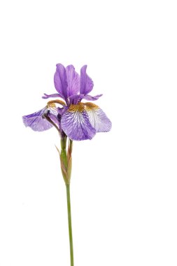 ihale Iris çiçeği 