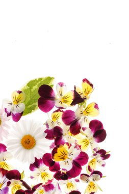 Taze Hercai Menekşe çiçek