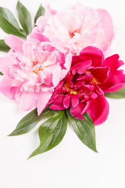 Şakayık çiçekleri yakın çekim