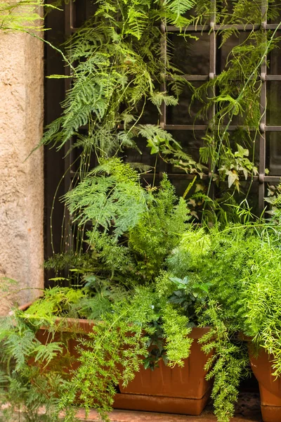Grüne Balkonpflanzen — Stockfoto