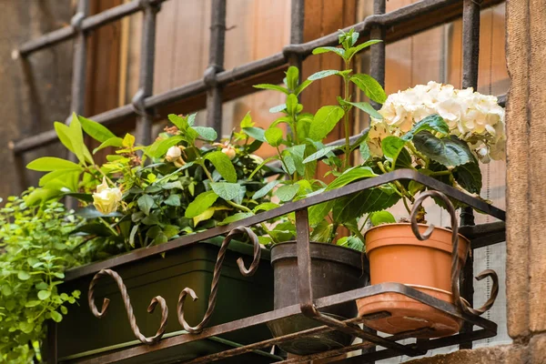 Green balcony plants — Stock Photo, Image