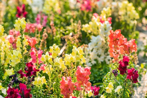 Snapdragon květiny v zahradě — Stock fotografie