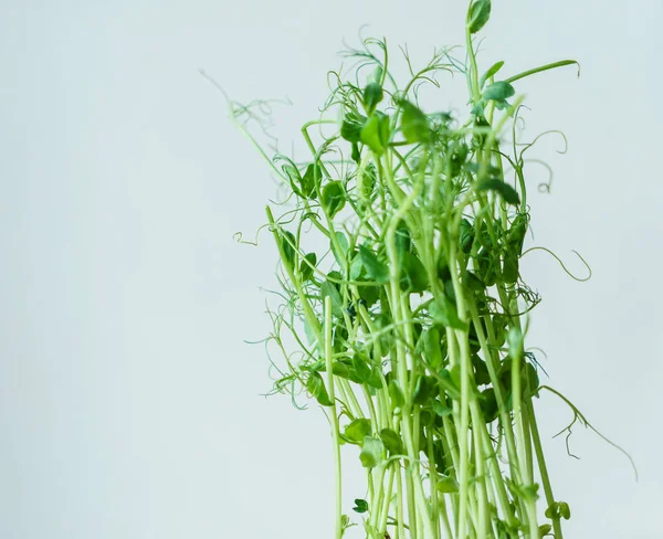 Green pea sprouts — Stock Photo, Image