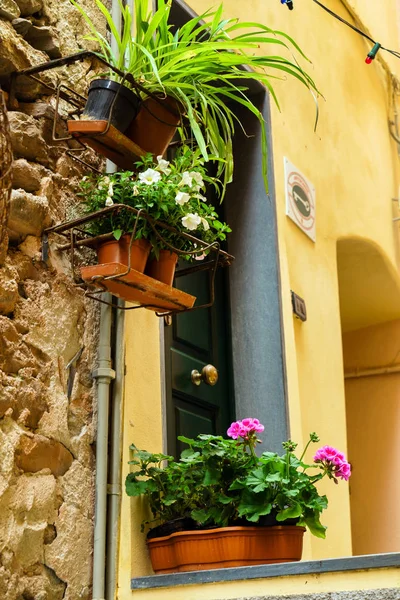 Flowers in the pots on wall — Stock Photo, Image