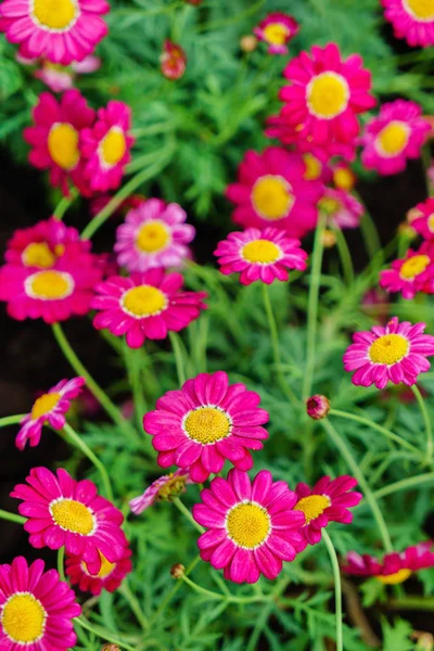 Fresh magentafärgade blommor — Stockfoto