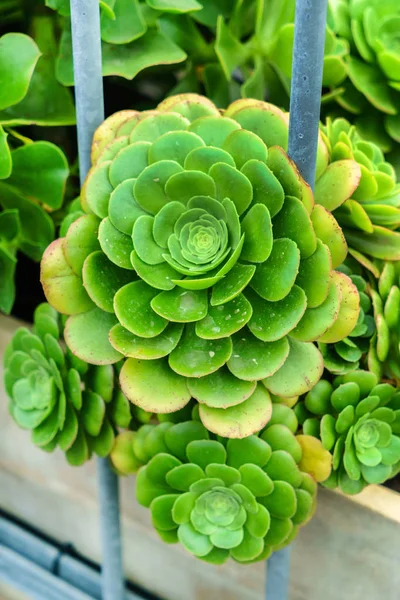 Evergreen succulent plants — Stock Photo, Image