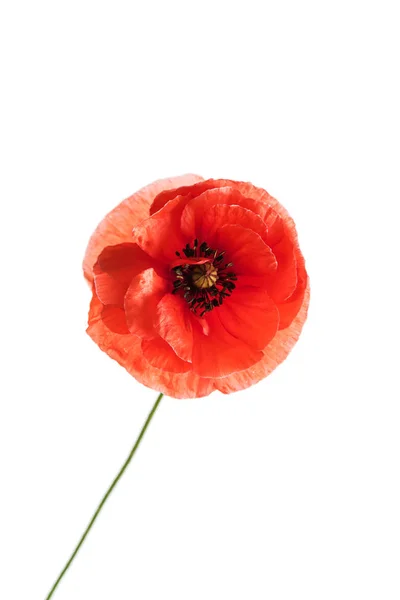 Inschrijving poppy bloem — Stockfoto