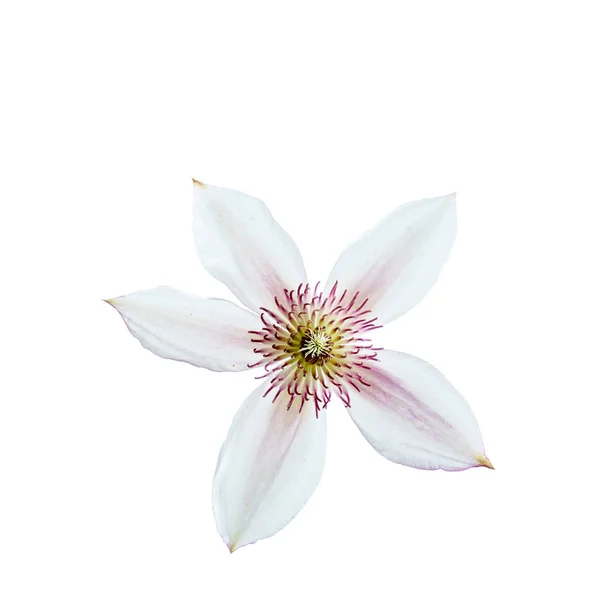 Inschrijving clematis bloem — Stockfoto