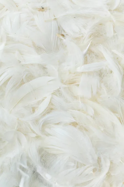 White Color feathers