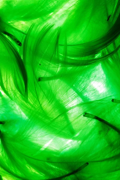 Penas de cor verde — Fotografia de Stock