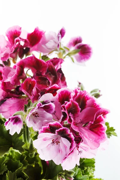 Άνθος λουλουδιών αζαλεών — Φωτογραφία Αρχείου