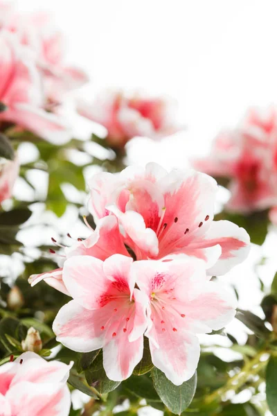 Kvetoucí květiny Azalea — Stock fotografie