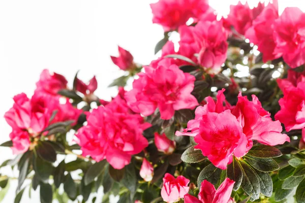 Blossom of Azalea flowers — Stock Photo, Image