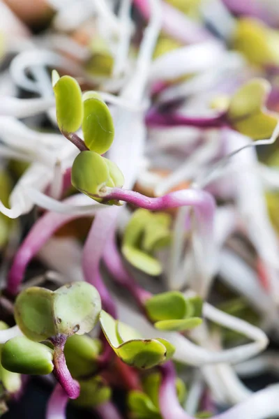 Fresh little sprouts — Stock Photo, Image