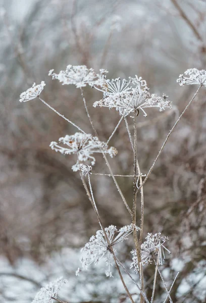 Natureza inverno paisagem — Fotografia de Stock