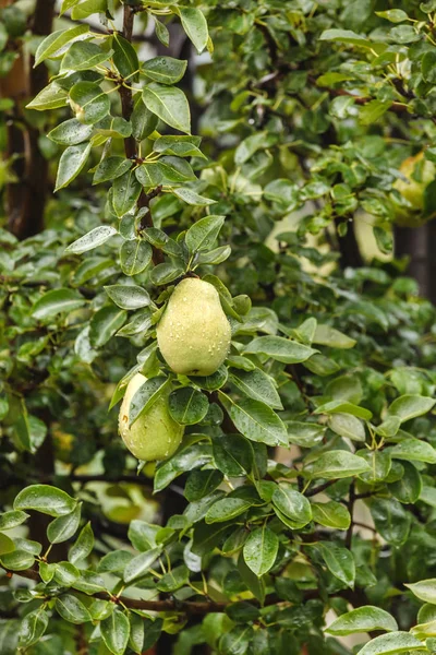 Päronträ med päron — Stockfoto