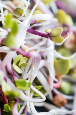 taze küçük lahanası