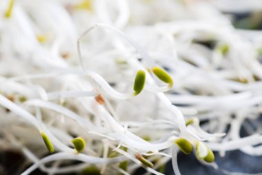 taze küçük lahanası