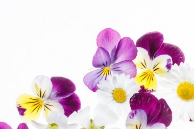 Taze ihale Hercai Menekşe çiçek