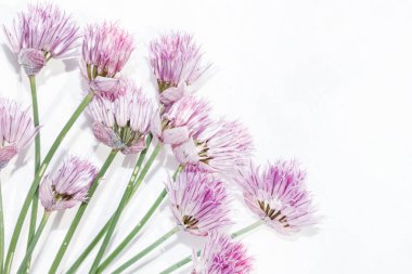 İhale soğan çiçekler 