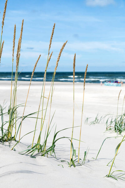 Белый песчаный пляж на Балтийском море
