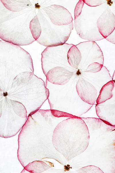 Flores de hortensias rosadas — Foto de Stock