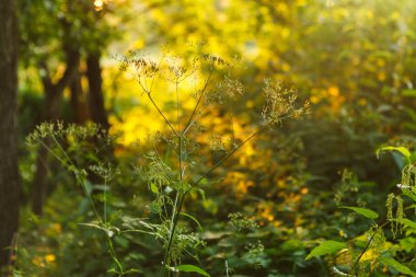 Yaz alan bitkiler ile