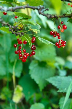 Frenk üzümü büyüyen