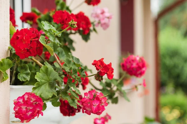 Flores florecientes de geranio — Foto de Stock