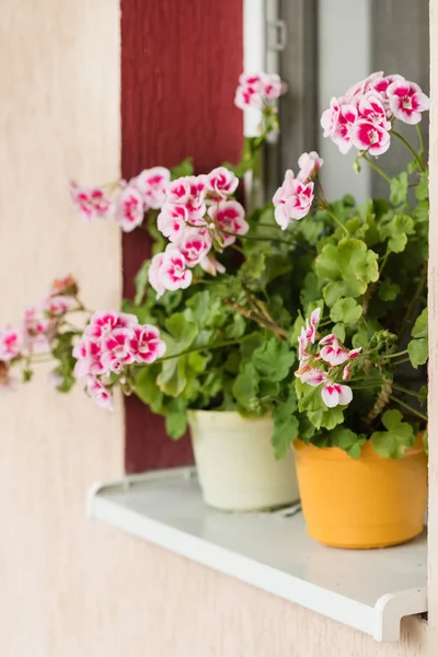 Geranium blossoming flowers — Stock Photo, Image