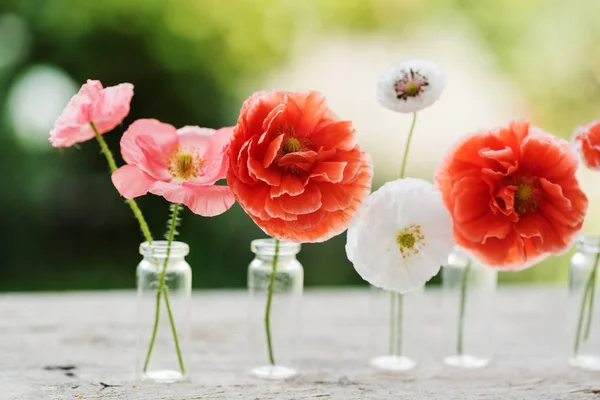 Fresh poppy flowers — Stock Photo, Image