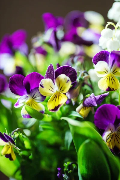 Schöne Frühlingsblumen — Stockfoto