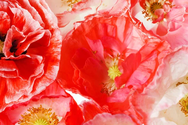 Свежие цветы мака — стоковое фото