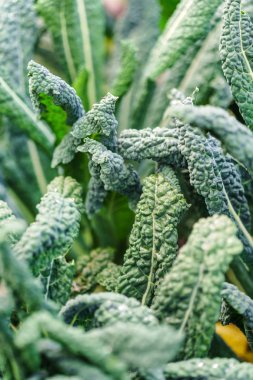 Alanında yeşil lahana