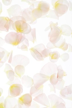 beyaz üzerine pembe taç yaprakları 