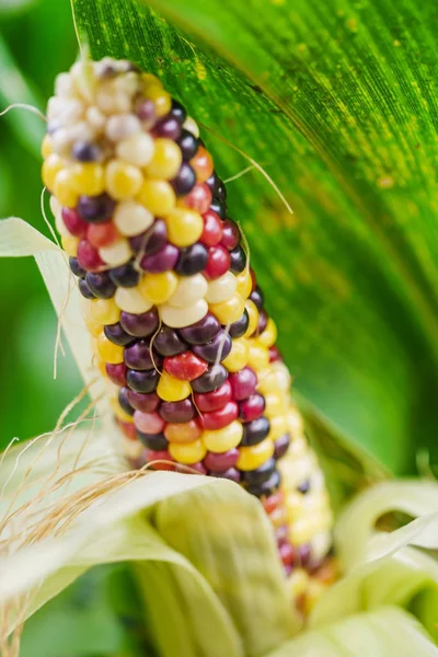 Ripe indian corn