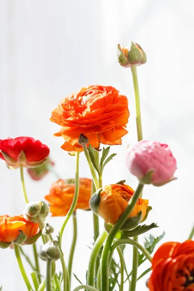 カラフルなキンポウゲの花 — ストック写真