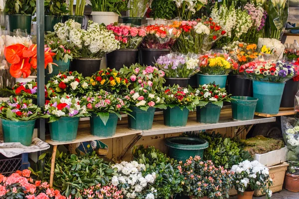 Piante in negozio di fiori — Foto Stock