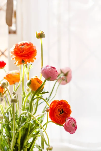 Coloridas flores de buttercup — Foto de Stock