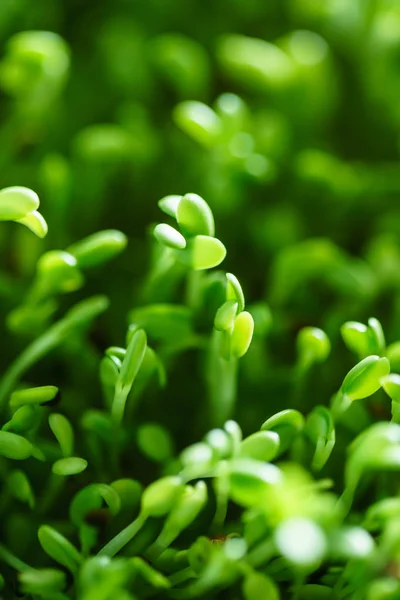 Fresh green sprout field — Stock Photo, Image